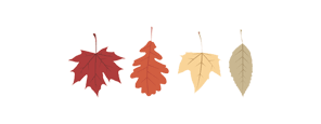 Fall Leaves